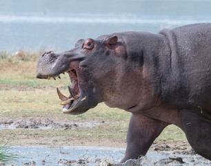 Angry Hippo, Ngorongoro
