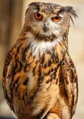 Eagle Owl