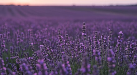 Naklejka premium A lavender field in full bloom at sunset. The foreground is filled with tall stems of lavender with purple flowers, while the background shows rows of plants stretching to the horizon.