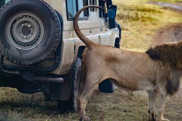 Lion Urinating on Safari Vehicle