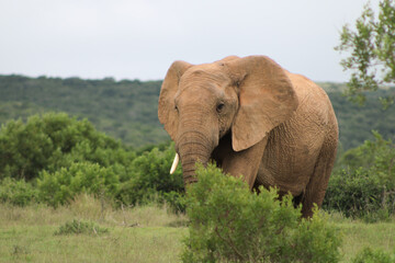 Elephant in SA