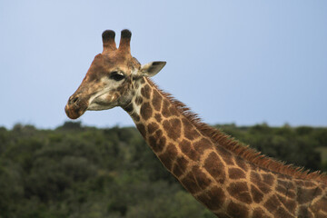 Giraf in South Africa