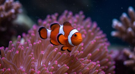 Close up of a clown fish swimming above a bright pink anemone in an aquarium.