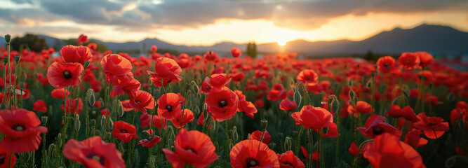 Obraz premium red poppies with Canberra in the background, Anzac Day, poppy field, National Day of Remembrance, memory, First World War, April 25, Australian holiday