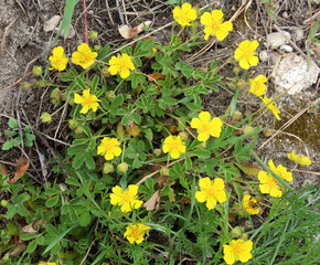 Potentilla incana, potentilla arenaria grows in the wild