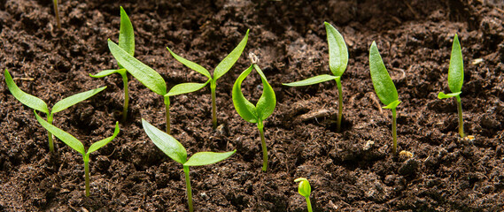 Sprout of pepper. Seedling of pepper .
