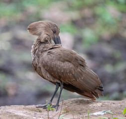 Hamerkop