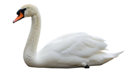 Isolated Swan