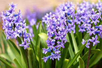 Obraz premium Vibrant purple flowers blooming in a lush garden during spring