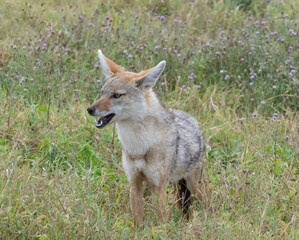 Golden Jackal