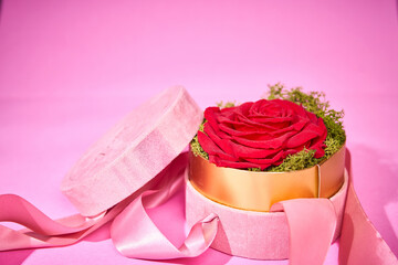 Rose flower in a round box on a pink backdround