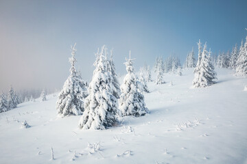 Tranquil winter landscape with lots of snow on fir trees. Snow-covered conifers. Photo wallpaper.