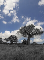 Baobab Tree