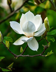 Obraz premium Stunning closeup of a pristine white magnolia blossom in full bloom against a lush green backdrop.