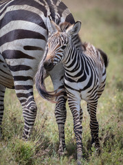 Zebra Baby
