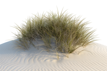 A Lush Clump of Beach Grass Nestled in Soft Sand Dunes  isolated on transparent background , cutout