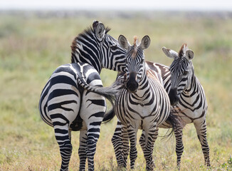Zebras in Tanzania