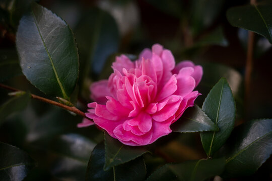 camellia - Powered by Adobe