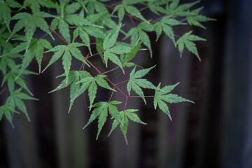 bamboo leaves in the forest