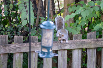 squirrel on the fence © JL