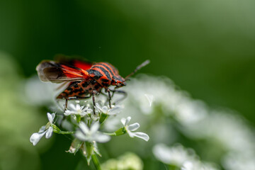 The rise of the beetle