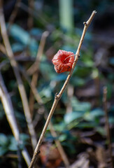 Physalis in spring on a branch, as a relic of the past