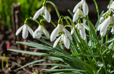 Obraz premium A bush of snow-white snowdrops in the rays of the sun