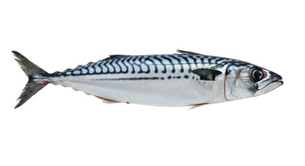 Isolated Mackerel