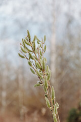 Spring Willow Catkins in Soft Natural Light - Close-up of fuzzy willow buds on slender branches, symbolizing early spring and renewal. Perfect for seasonal, botanical, and nature-themed visuals.