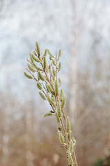 Spring Willow Catkins in Soft Natural Light - Close-up of fuzzy willow buds on slender branches, symbolizing early spring and renewal. Perfect for seasonal, botanical, and nature-themed visuals.