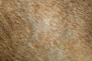Close-up shot of a horse's luxurious coat and mane.