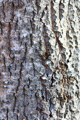 A detailed shot of a tree trunk with texture and bark features visible.