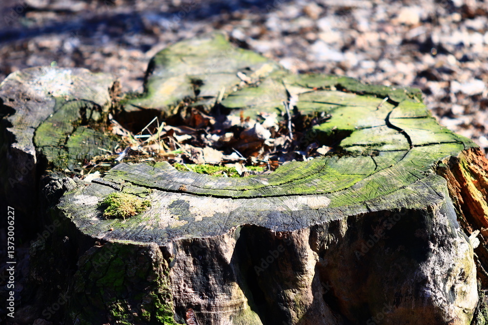 Poster a close-up shot of a tree stump covered in lush green moss, ideal for use in nature-themed projects 