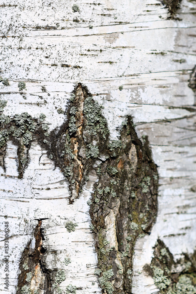 Poster close-up view of a tree trunk covered in lush green moss.