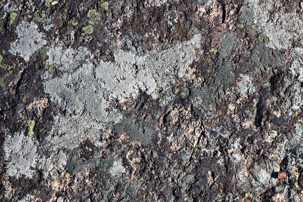 Poster close-up of a tree trunk covered in moss and lichen, perfect for nature or environmental projects.