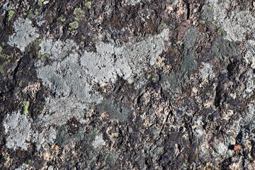 Close-up of a tree trunk covered in moss and lichen, perfect for nature or environmental projects.