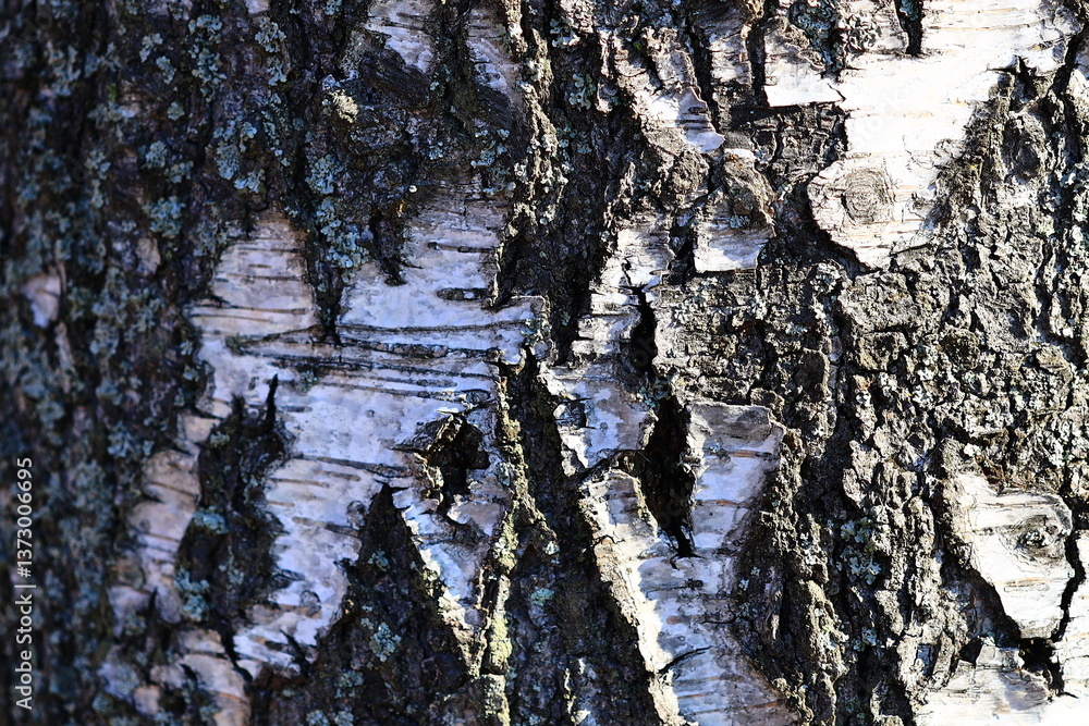 Poster a detailed view of a tree trunk's bark.