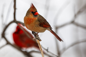 Female and Male Northern Cardinals on a branch