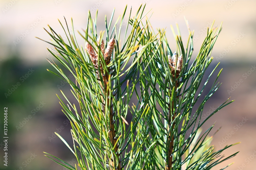 Poster A detailed view of a pine tree branch with needles and cones.