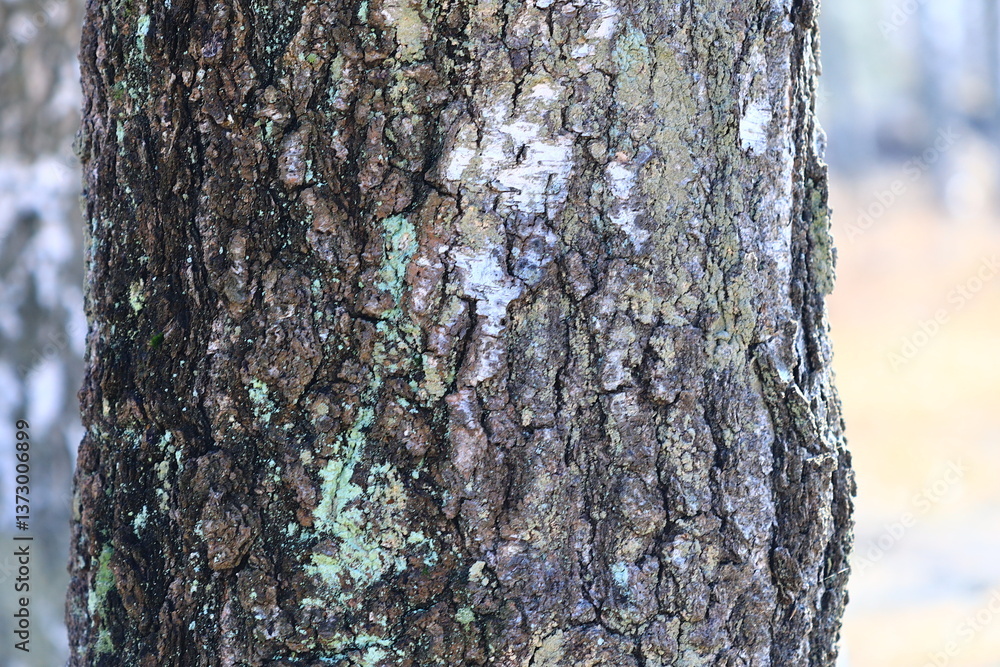 Poster close-up view of a tree trunk covered in moss, great for nature and outdoor-themed projects.