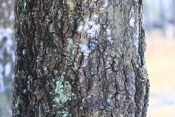 Fototapeta premium Close-up view of a tree trunk covered in moss, great for nature and outdoor-themed projects.