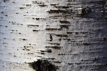 Obraz premium Close-up of a tree trunk with white bark, suitable for nature or landscape use.