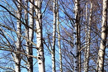 A cluster of evergreen trees covered in snow, winter landscape.