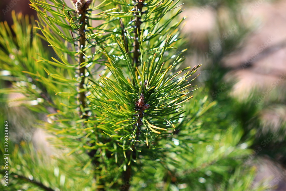 Poster pine tree needles in a close-up shot.