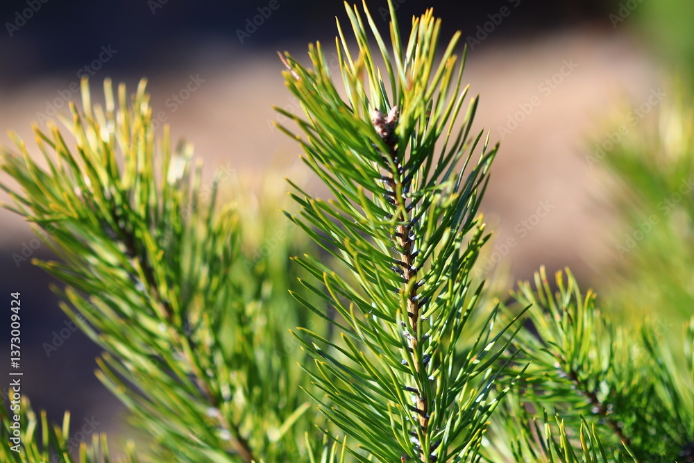 Poster A detailed view of a pine tree branch with needles and cones.