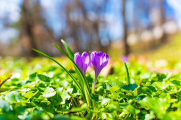 Crocus Flowers Emerging In Early Spring Nature Awakening