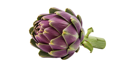 Fototapeta premium Isolated Purple Artichoke Flower
