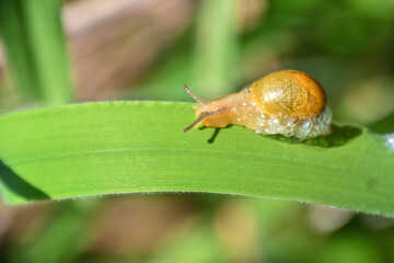 A brown snail crawls slowly on green grass leaf on a morning sunny spring day. small snail in a shell crawls in garden, close up macro of small snail on plant leaf in garden outdoor, mollusk plant.