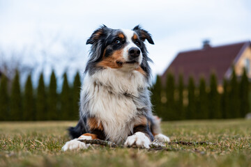 An Australian Shepherd lies on a grassy lawn with a stick in front. A house with a sloped roof and tall, trimmed hedges are visible in the background.