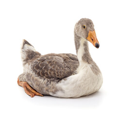 Obraz premium One grey goose.